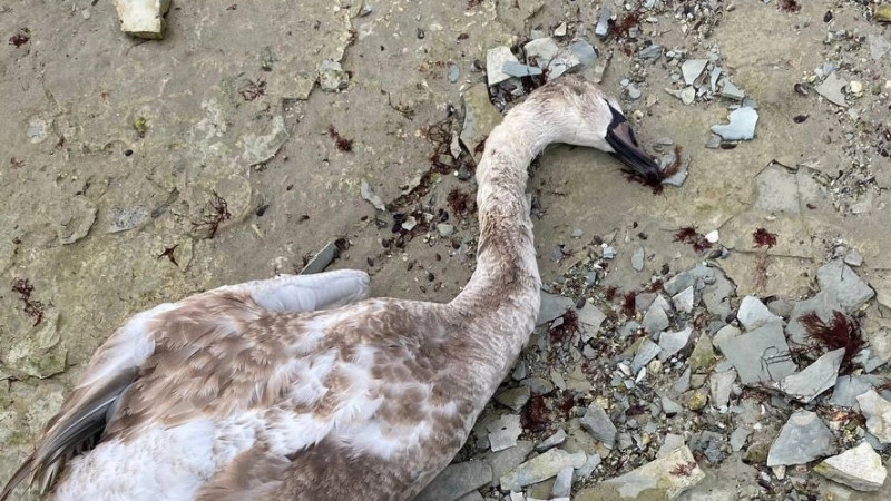 Массовая гибель лебедей на озере Караколь: мертвых птиц обнаружили в Актау
